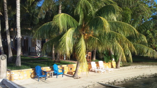 Coconut trees at El Milagro Marina